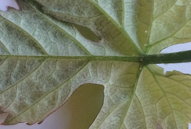 Hairy leaves